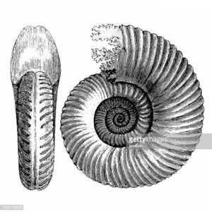 Antique illustration of Ammonite