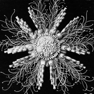 ERNST HAECKEL